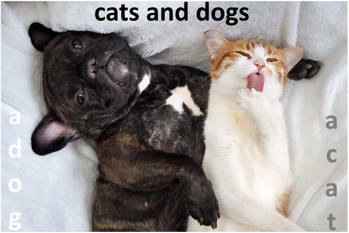 Which is better, cats and dogs? What we can learn from psychological research