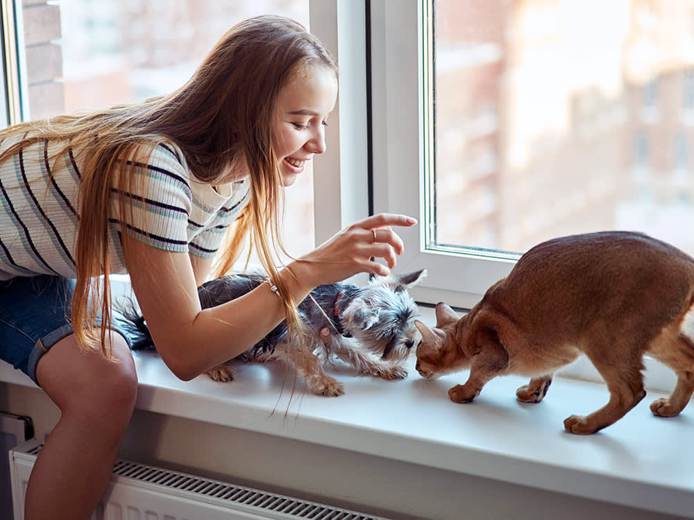 Which is better, cats and dogs? What we can learn from psychological research